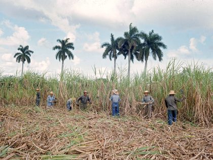 Sugar Cane Harvest