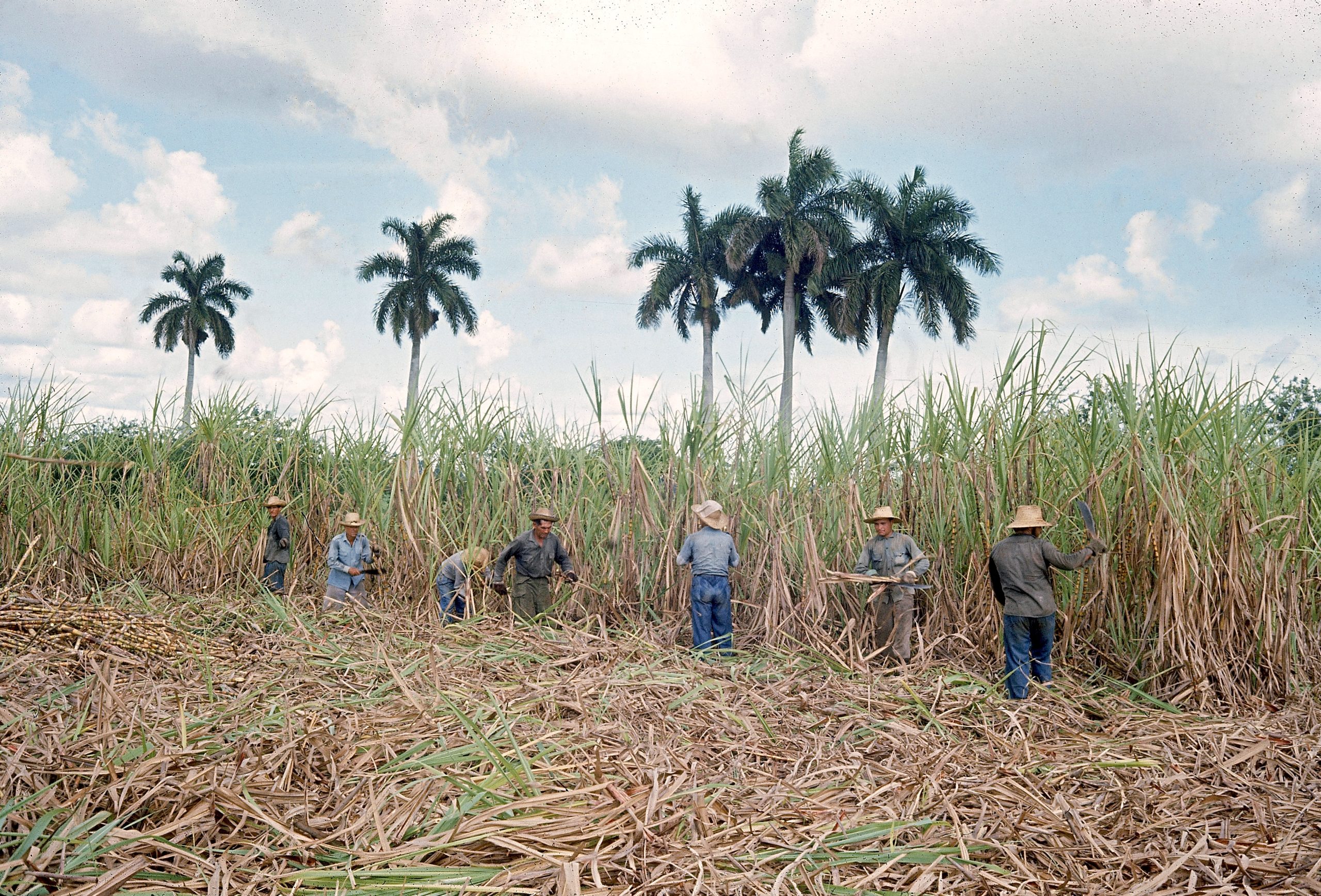 Sugar Cane Harvest