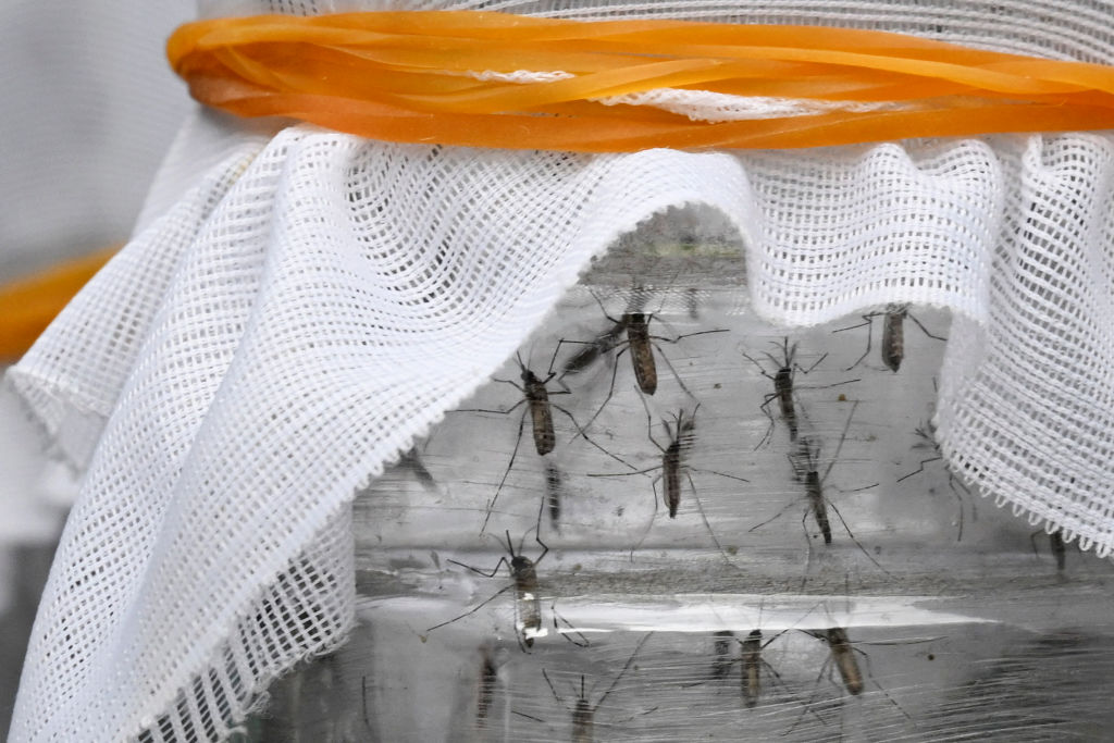 COLOMBIA-HEALTH-MOSQUITO-DENGUE