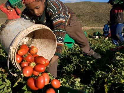 A South African child worker picks tomatoes.