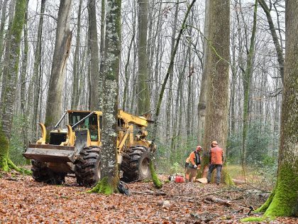 FRANCE-ENVIRONMENT-NATURE-FORESTRY
