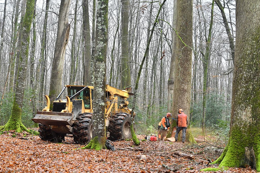 FRANCE-ENVIRONMENT-NATURE-FORESTRY