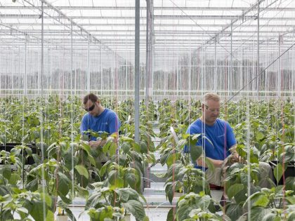 Fruit And Vegetable Seed Production Inside Monsanto Co. Seed Valley Greenhouses