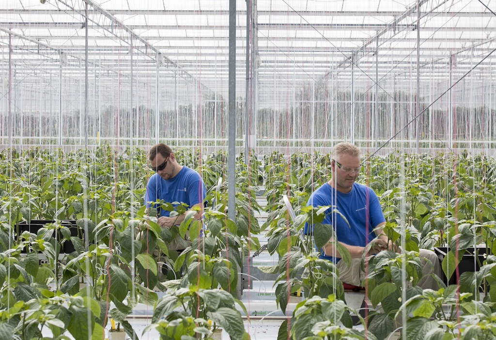 Fruit And Vegetable Seed Production Inside Monsanto Co. Seed Valley Greenhouses
