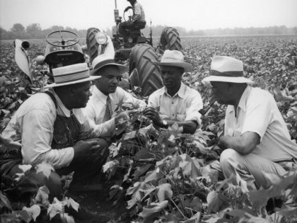 PF86 Cotton Farmers