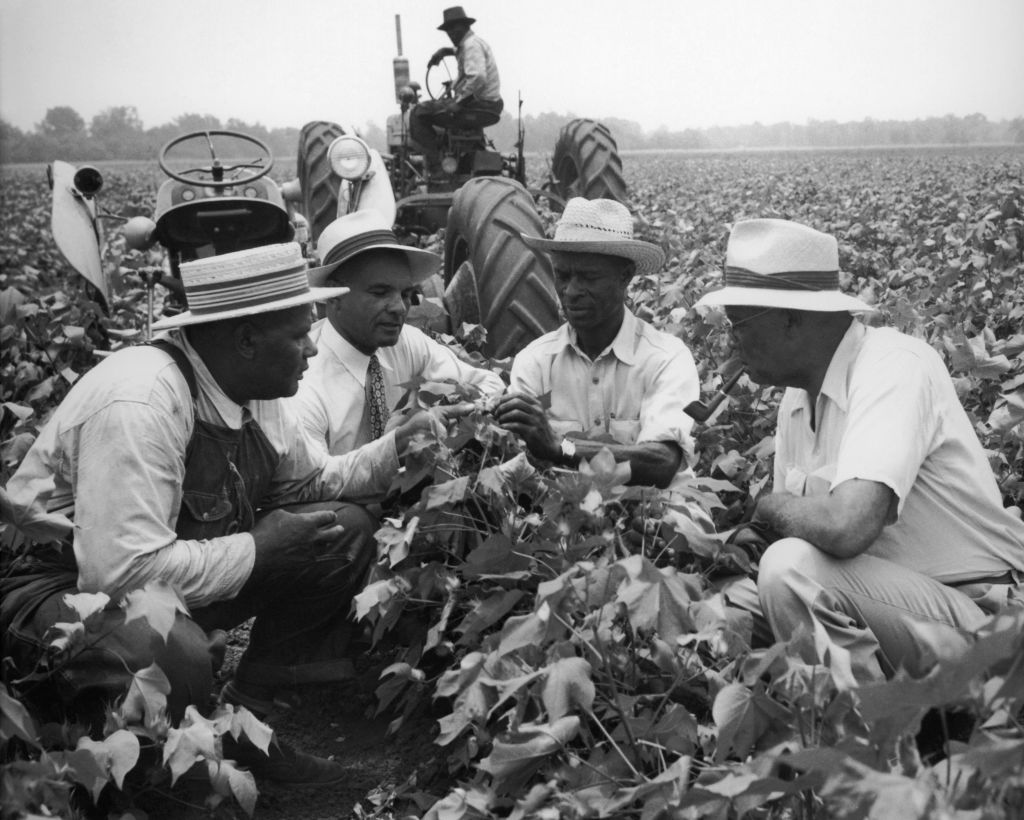 PF86 Cotton Farmers