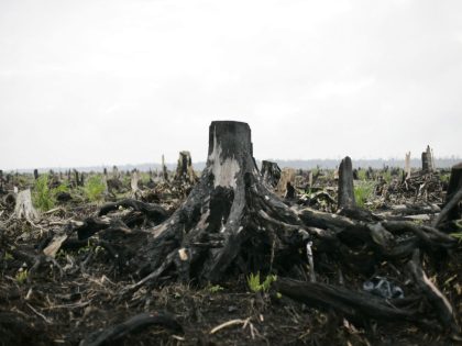 Deforestation Continues In Sumatra