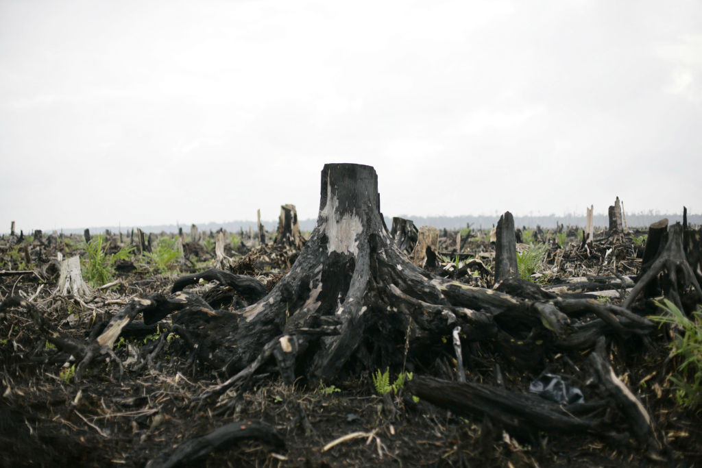 Deforestation Continues In Sumatra