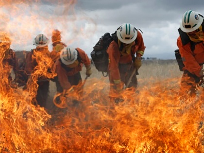 California Department of Corrections and Rehabilitation (CDCR) inmate firefighters use hand tools to battle a grass fire during a live fire wildland training exercise at Castaic Lake on May 27, 2026, in Castaic, California.
