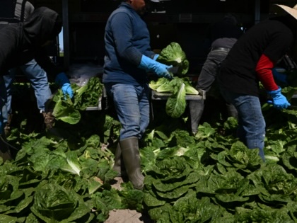 farmworkers harvesting lettuce
