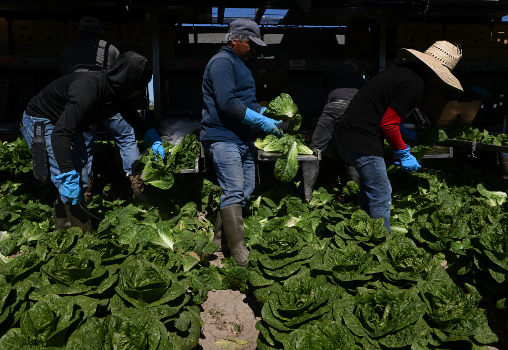 farmworkers harvesting lettuce