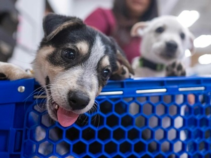 Jamilet Ramos's puppies Rocky and Canelo wait to get vaccinations in a shopping cart at the Community Animal Medicine Project low-cost veterinary clinic inside PetSmart in Northridge in Los Angeles, California, on Tuesday, July 7, 2026.