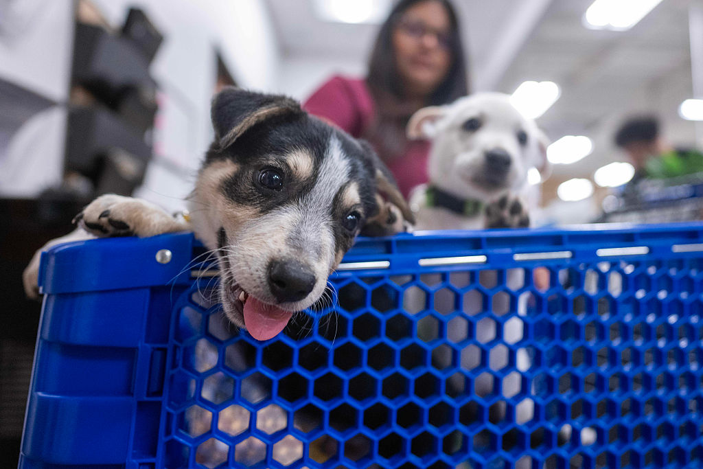 Jamilet Ramos's puppies Rocky and Canelo wait to get vaccinations in a shopping cart at the Community Animal Medicine Project low-cost veterinary clinic inside PetSmart in Northridge in Los Angeles, California, on Tuesday, July 7, 2026.