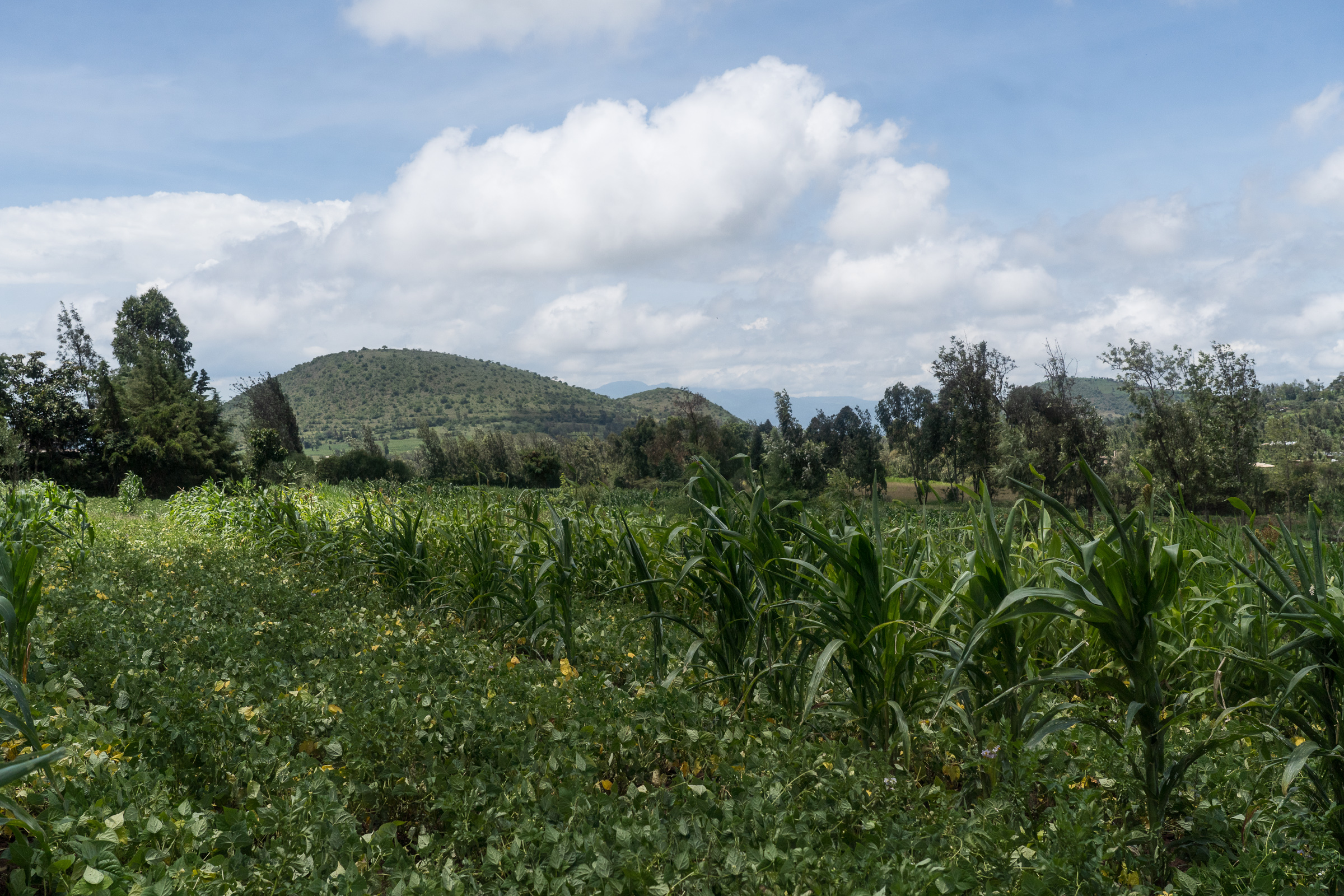 The landscape of Meru, in Kenya's eastern highlands.