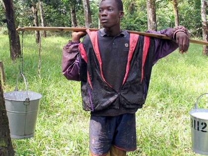 Junior Tokpah carries buckets of sap from rubber trees, better known as latex, on the Firestone plantation in Harbel, Liberia.