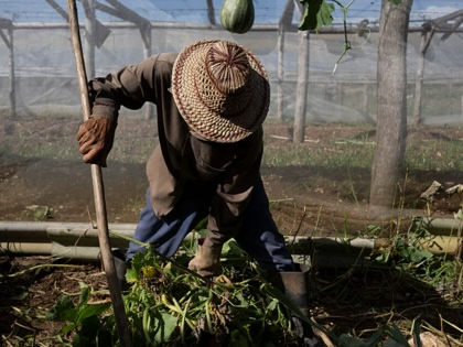 A farmer works at La Burgambilia agritourism farm in Caimito,  Cuba, on June 25, 2026.