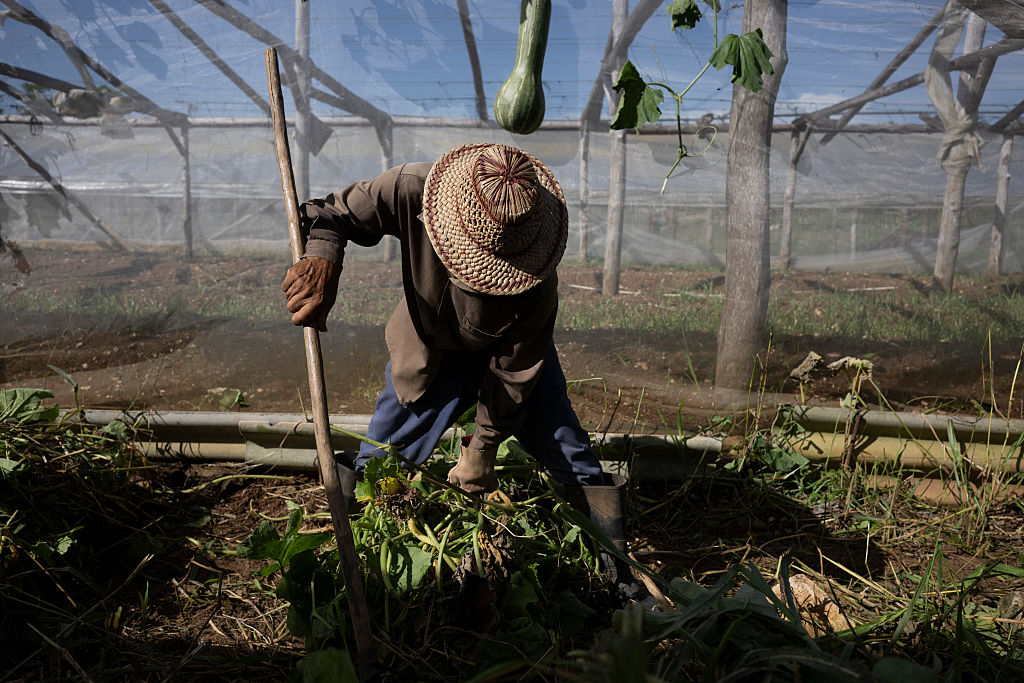 A farmer works at La Burgambilia agritourism farm in Caimito,  Cuba, on June 25, 2026.